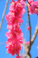 青空の紅梅