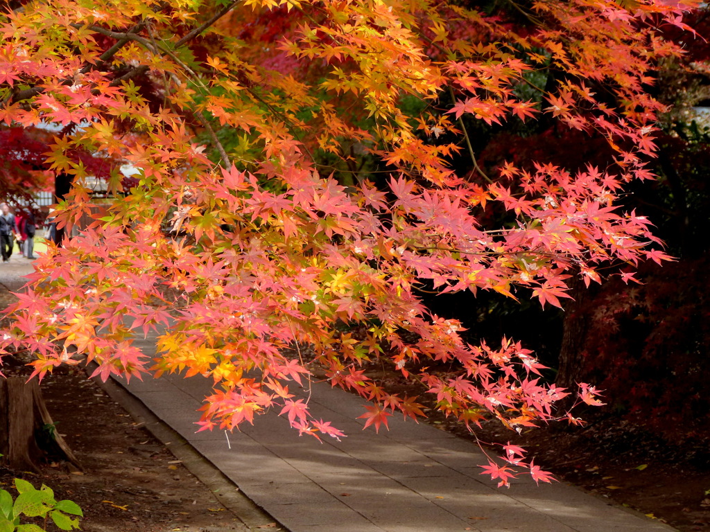 安行の興禅院の参道脇の紅葉