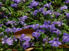 琉球村の花壇の花、’沖縄キランソウ’だそうです