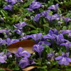 琉球村の花壇の花、’沖縄キランソウ’だそうです