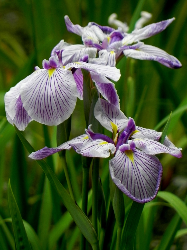 花菖蒲
