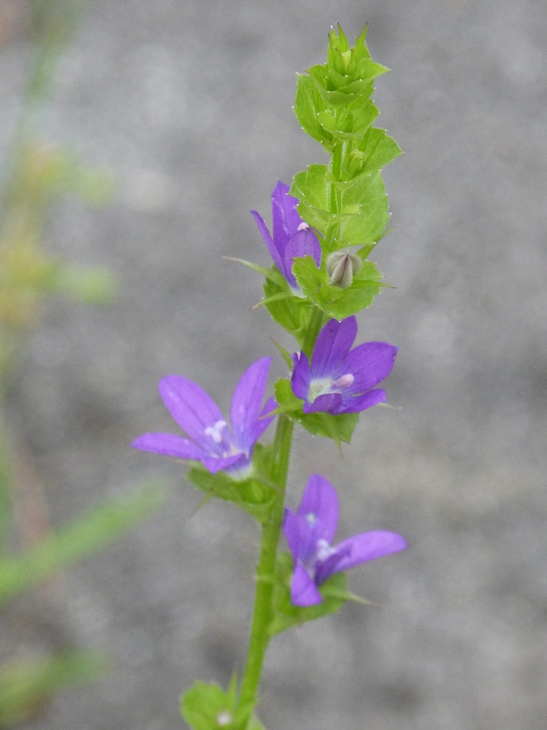 由布院のダンダン桔梗