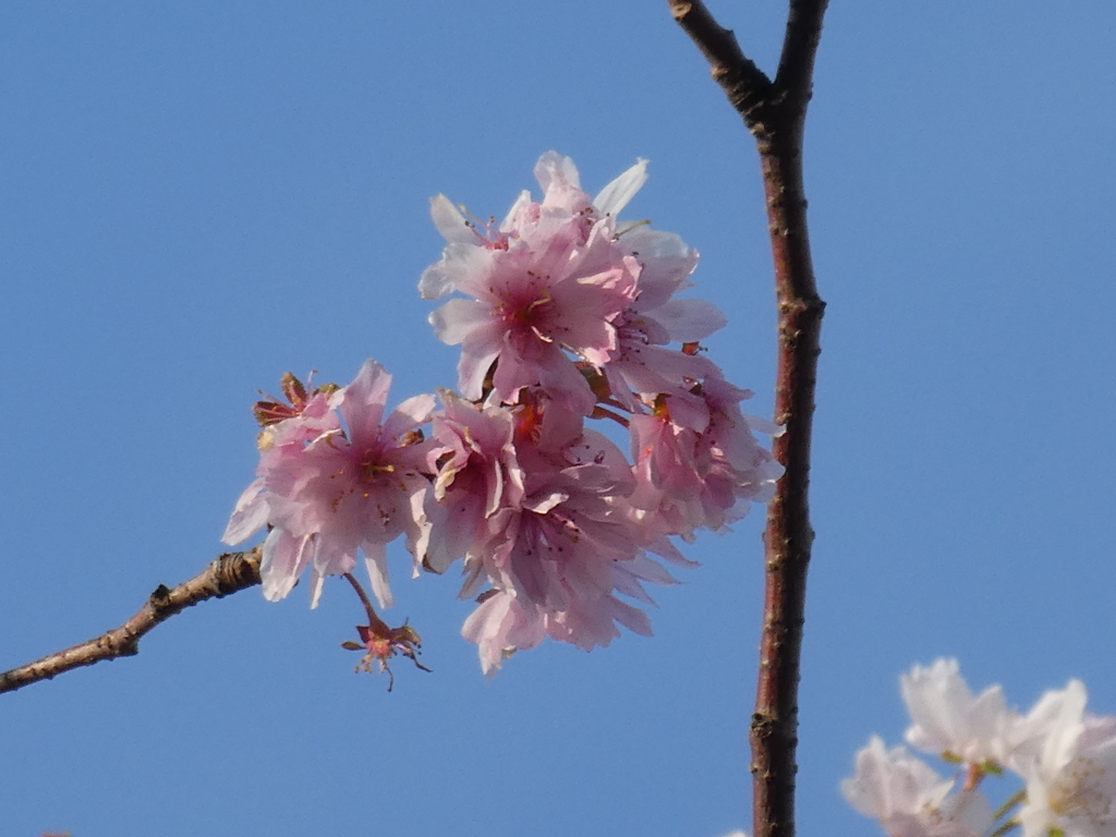 参考に、10月頃に咲く桜、’十月桜’