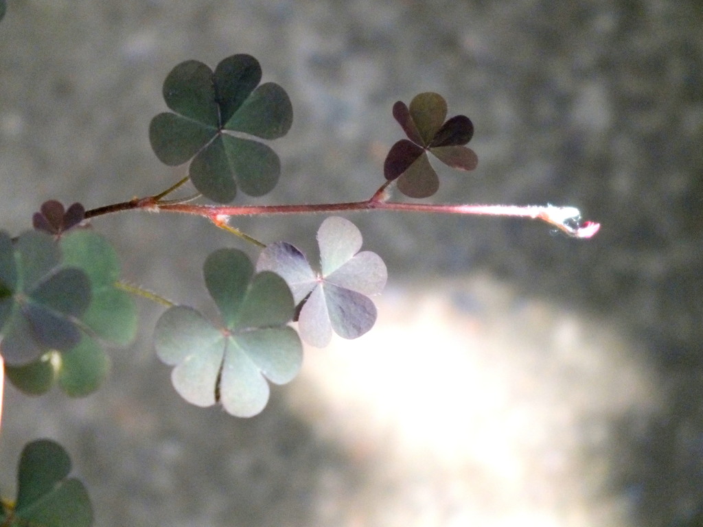 木漏れ日の薄赤カタバミの葉