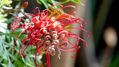 東向島のオーストラリア原産ぐれびれあ