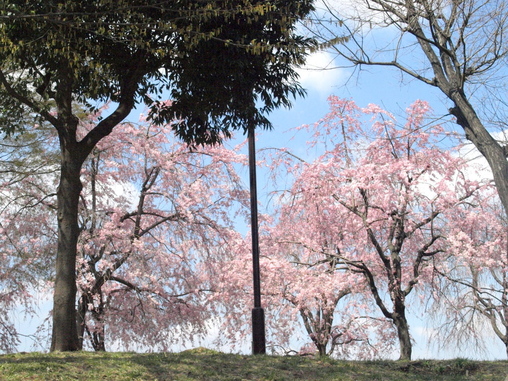 尾久の原公園の土手上の紅枝垂桜