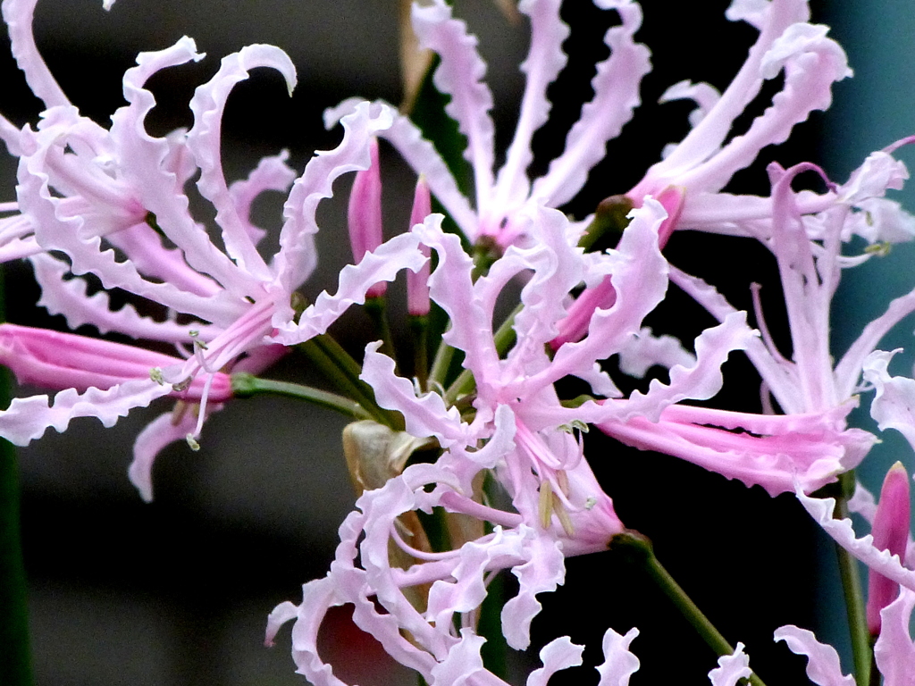 ネリネ・ウンベラータ