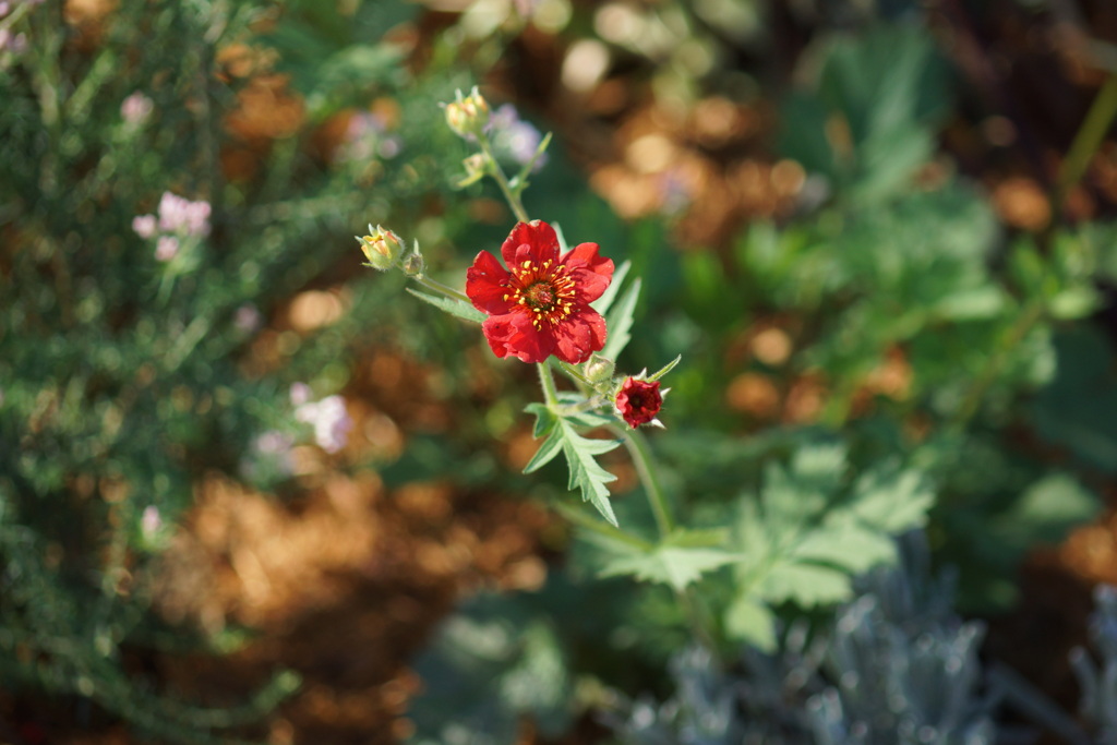 上野の花壇の紅花大根草
