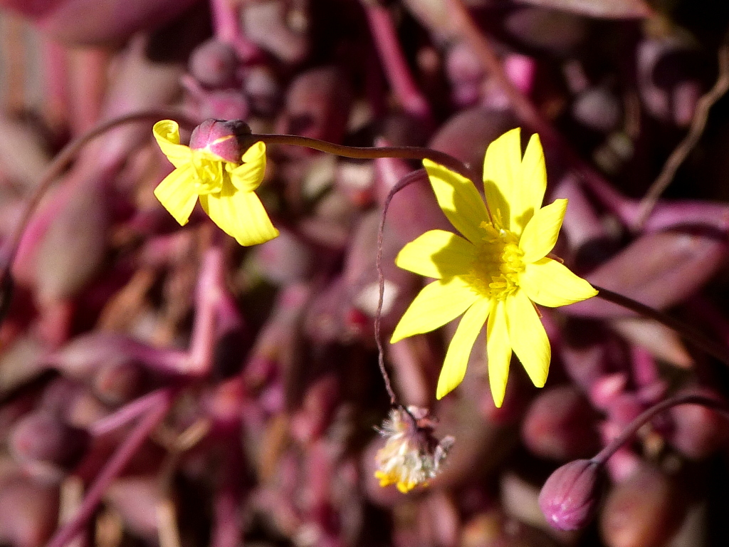 ルビーネックレス