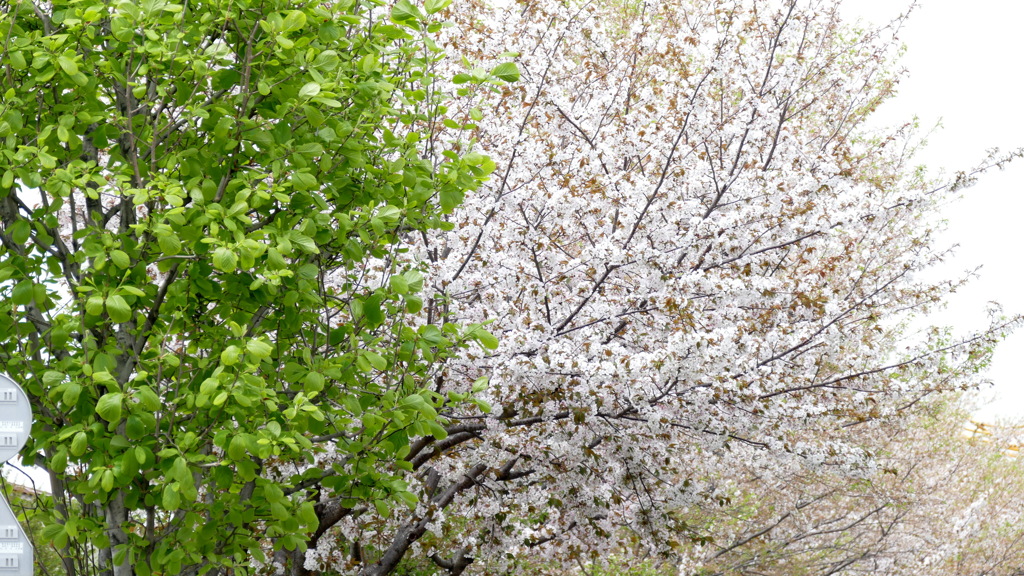 街路の手前からこぶし、大島桜、神代曙