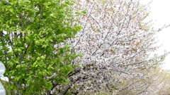 街路の手前からこぶし、大島桜、神代曙