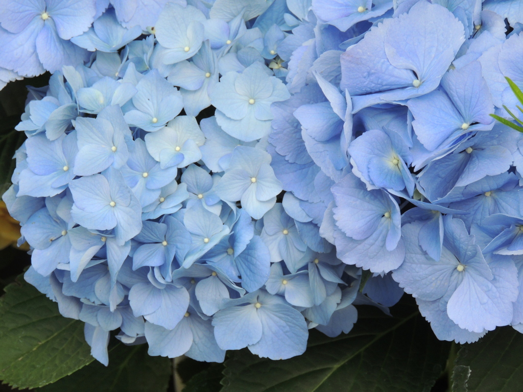 朝の水色の紫陽花