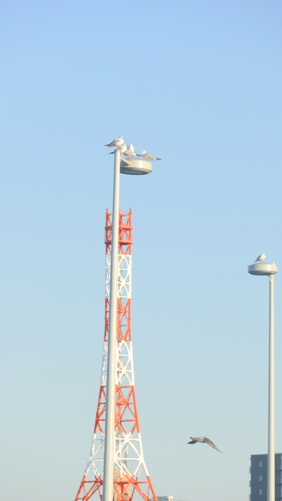 尾竹橋の上の街路灯と