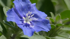 あめりかんぶるーのしべ