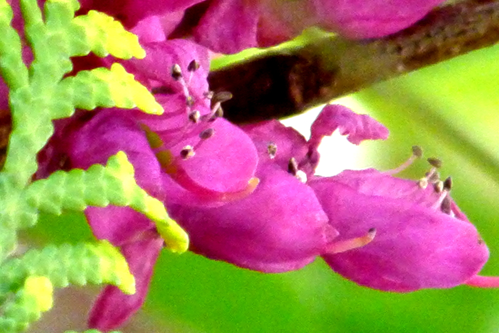 ハナズオウの蕊
