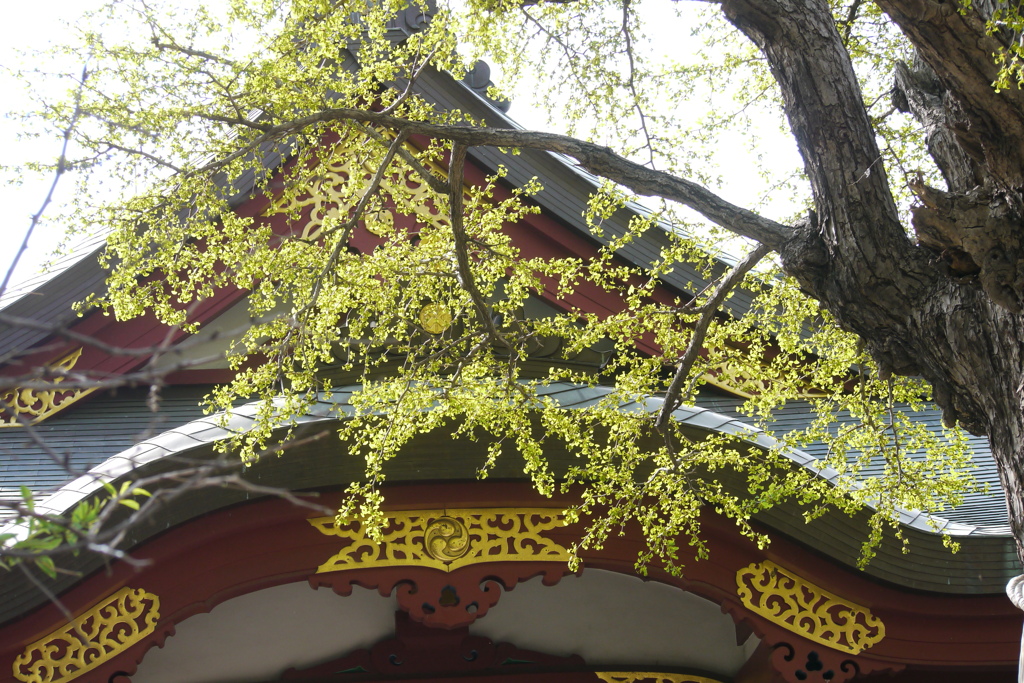 南千住素戔嗚神社のイチョウの芽ぶき