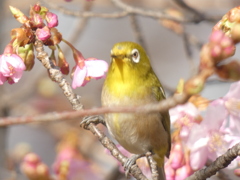 大カンザクラとメジロ