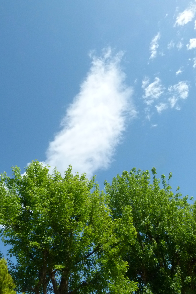 公園の唐楓の上の白雲