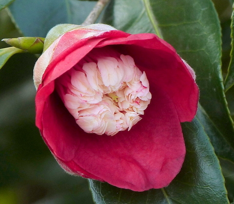 椿・赤一重の侘助系