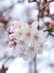 向島の纏まった花弁の綺麗なソメイヨシノ