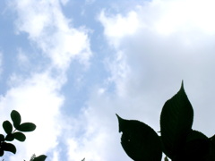 千住の大島桜とノイ薔薇の葉影から夏の空
