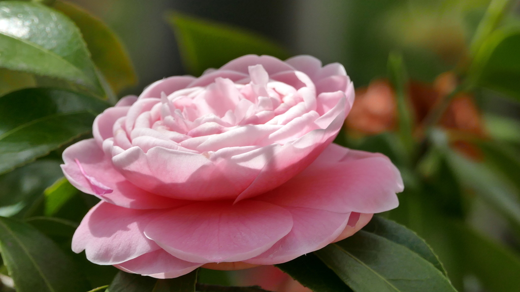 素戔嗚神社の椿