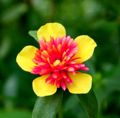 八重咲ポーチュラカ