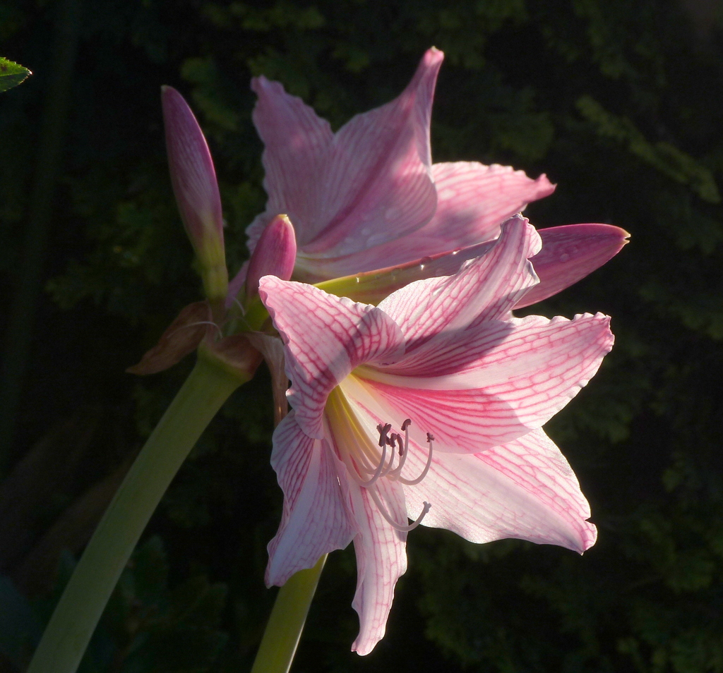 秋の薄い日の当たるアマクリナム風アマリリス