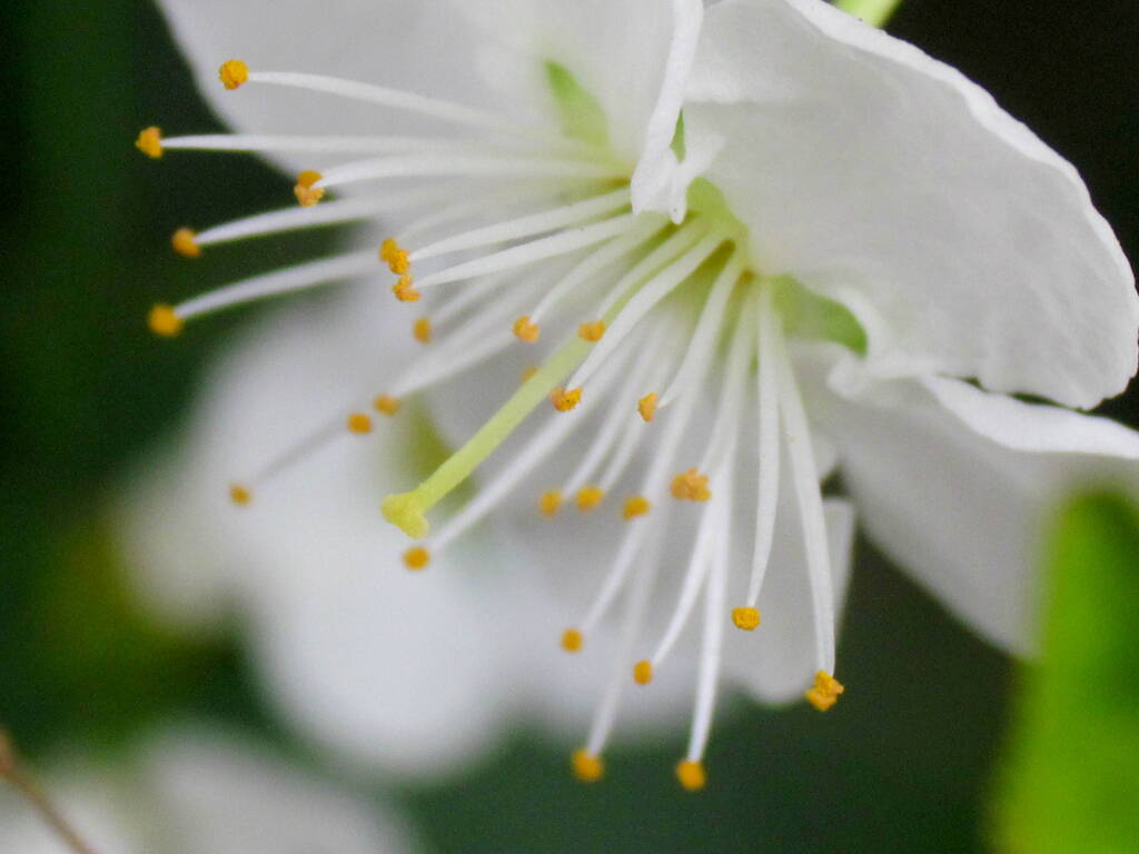 白梅の蕊