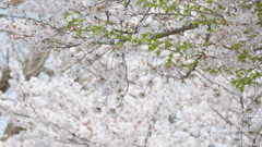 葉桜