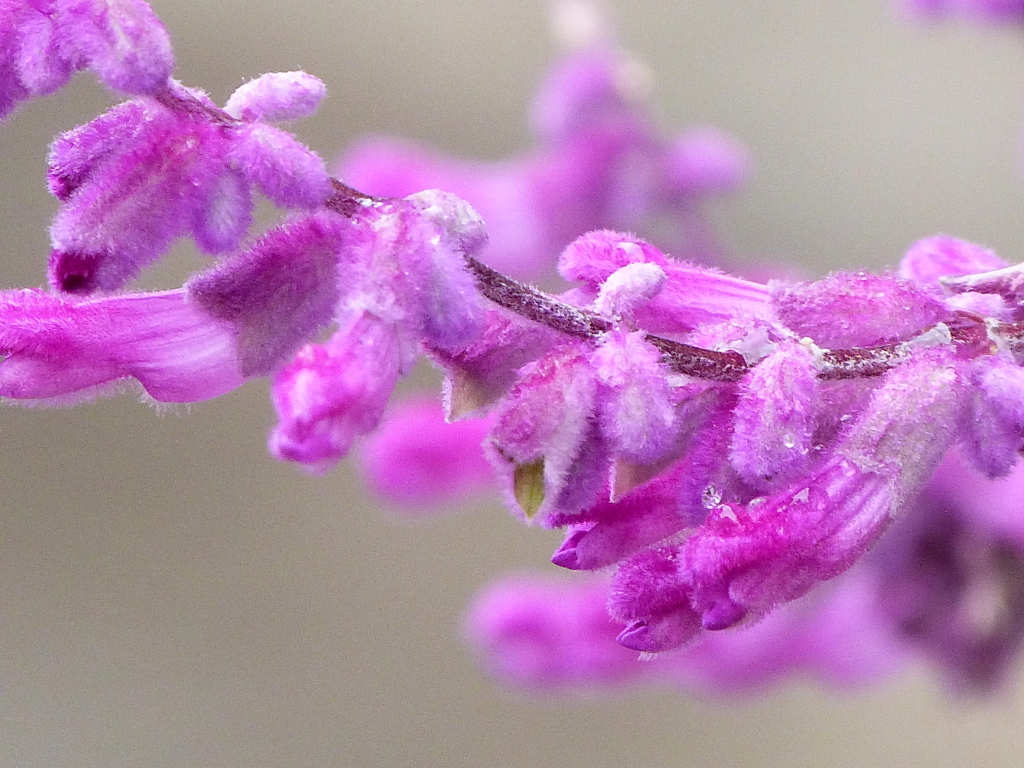 メキシカンブッシュセージ