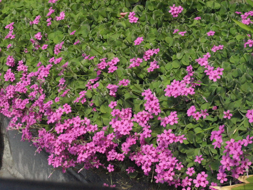 町屋のアパートの花壇のイモカタバミ