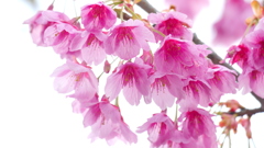 かんひざくらのしべ