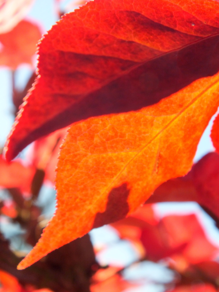 陽光たるニシキギ