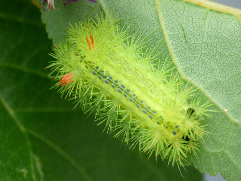 ピリピリ電気が、やられた。’イラガの幼虫’すぐ虫刺され薬を塗った。すぐ効いた。