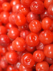 ゆすら梅の収穫