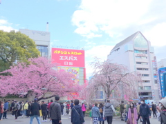 上野恩賜公園入口の春の賑わい