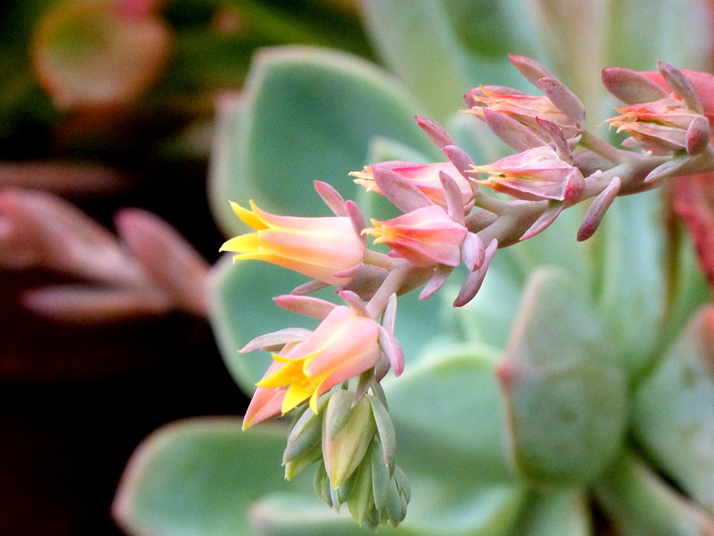 エケベリア属の花
