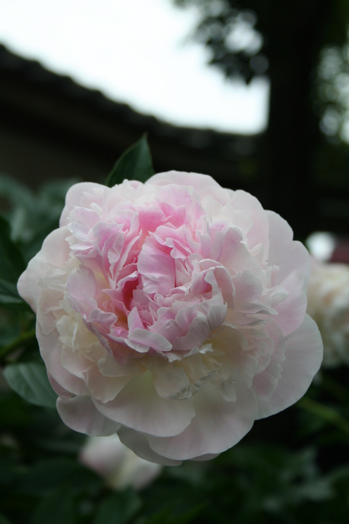 西新井大師のシャクヤク３