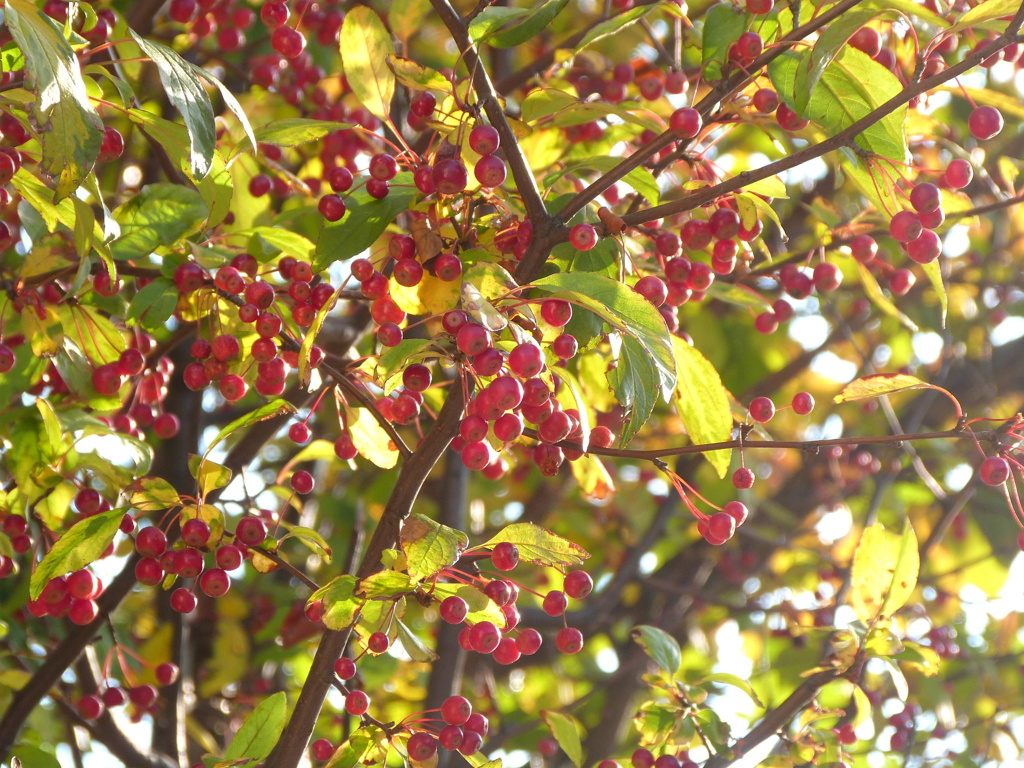 梅モドキの実が