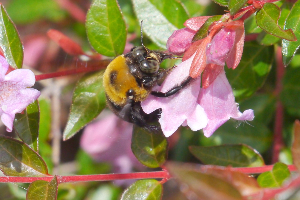 公園のアベリア・エドワードゴーチャと熊蜂