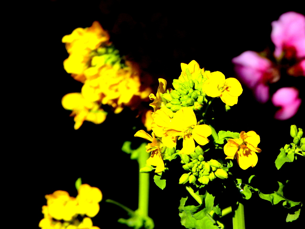 素戔嗚神社の菜の花