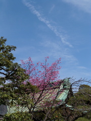 西新井大師の別院の河津桜と春の空