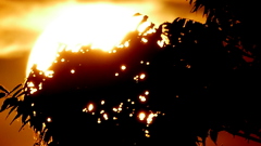 欅の奥の大きな夏の夕日