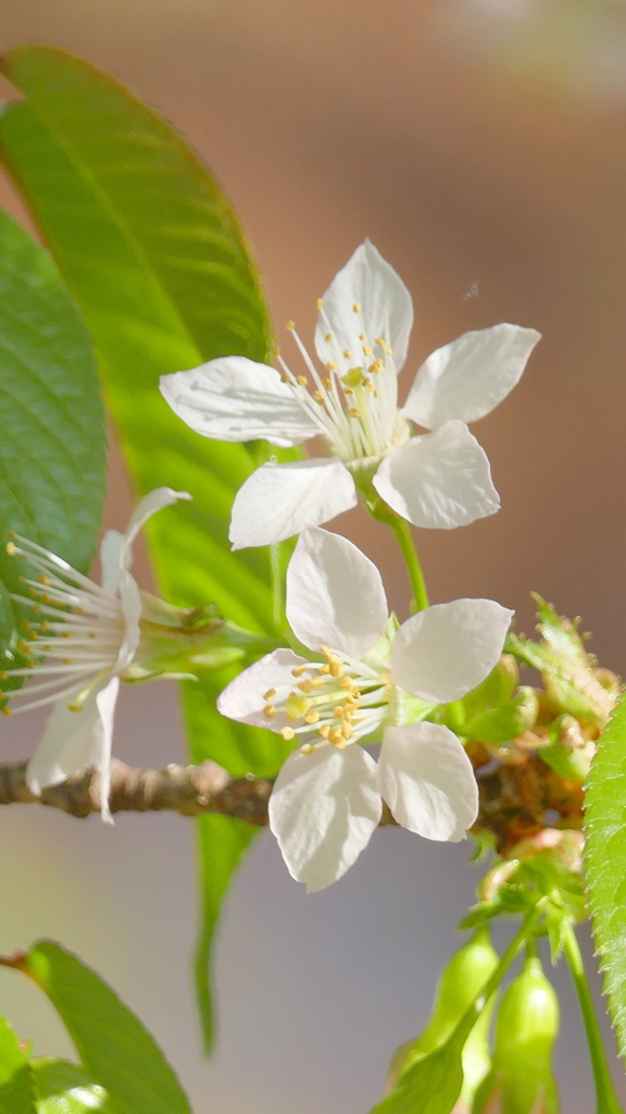 隅田公園のヒマラヤザクラ