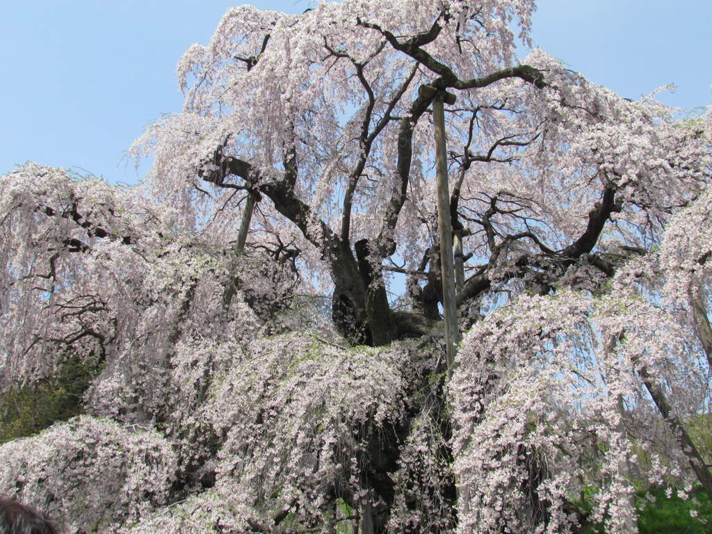 日本三大桜三春の滝桜満開の中心部、やっぱり最盛期は終わったかな