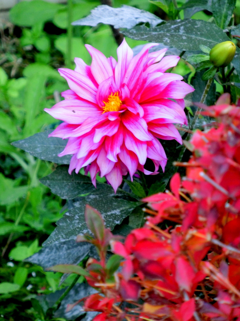 満天星つつじとダリア