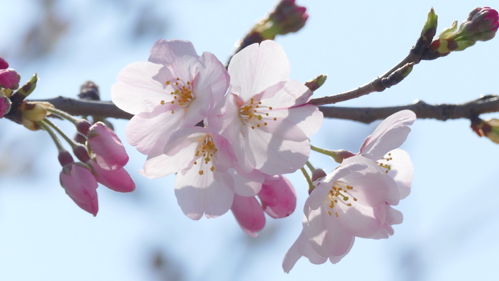 東京メトロの下に咲く江戸彼岸