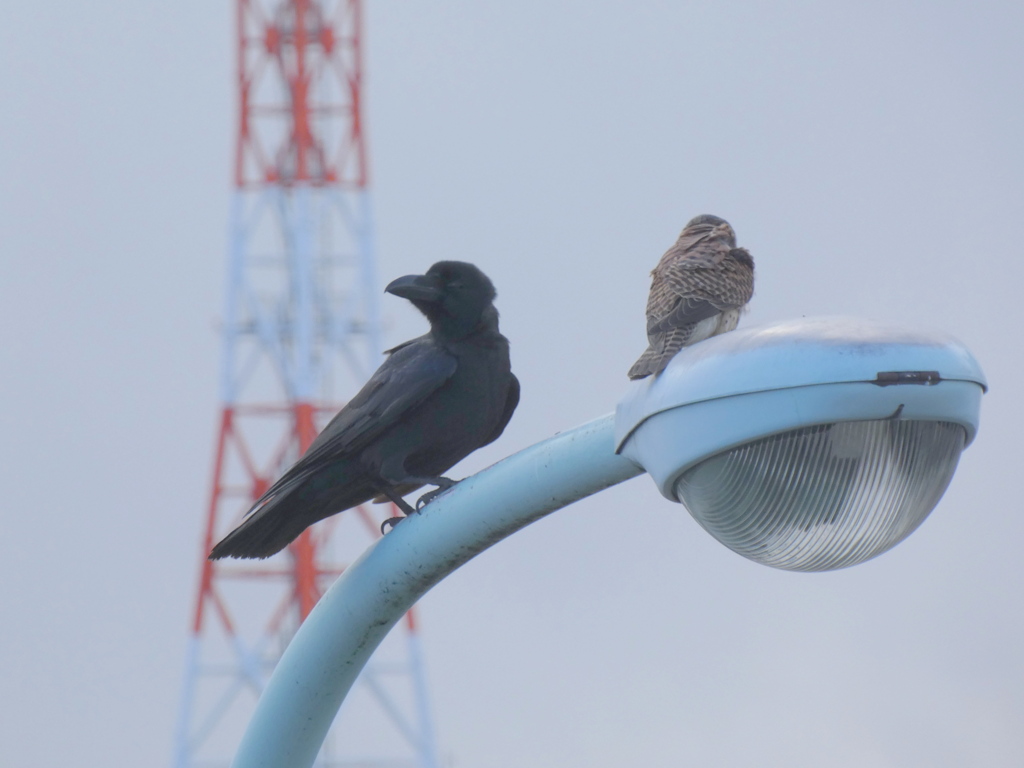 テプコの鉄塔の見える街路灯のうえに仲良くハシブトカラスとチョウゲンボウ