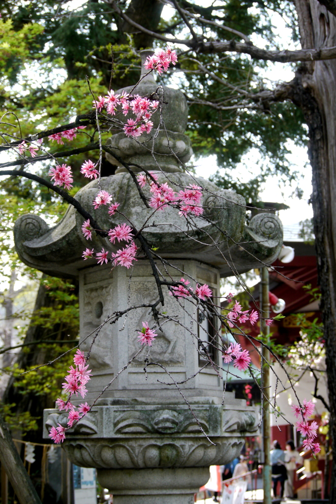 素戔嗚神社の灯籠と菊桃